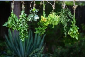hängende Kräutersträußchen, alternativen zu Antibiotika
