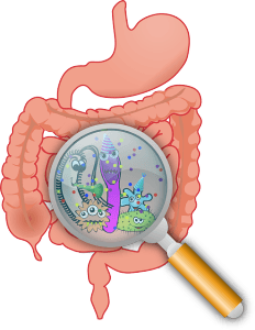 Anatomiebild, Schützenden Bakterien in Aktion