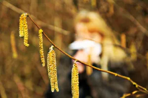 Haselstrauch, Allergiepotenzial.