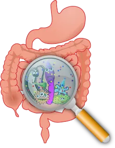 Anatomiebild, Schützenden Bakterien in Aktion